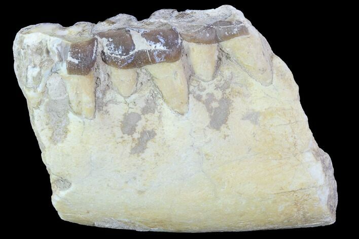 Running Rhino (Hyracodon) Jaw Section - South Dakota #90262